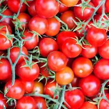 Tomato gardener delight for sale  BURTON-ON-TRENT