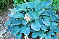 Hosta sieboldiana elegans d'occasion  Expédié en Belgium