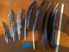 Plume paon strié d'occasion  Eaubonne
