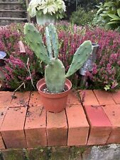 Opuntia vulgaris prickly for sale  WADHURST