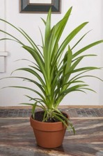 Seeds pandan grass for sale  Spring City