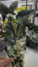 Alocasia simpo albo for sale  LEWES