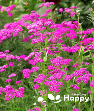 Yarrow milfoil cerise for sale  DONCASTER