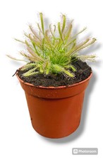 Pianta carnivora drosera usato  Ugento