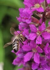 Purple loosestrife wand for sale  Trabuco Canyon