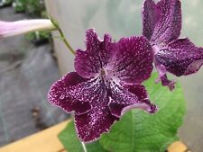 Streptocarpus hototogisu stunn for sale  MAIDENHEAD