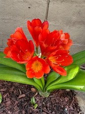 Rooted clivia miniata for sale  San Clemente