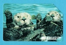 Scheda telefonica animali usato  Milano