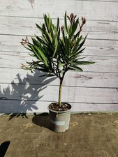 Nerium oleander mini for sale  HARLOW