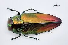 Buprestidae belionota 21 gebraucht kaufen  Wadern