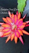 Epiphyllum coral dance gebraucht kaufen  Würselen
