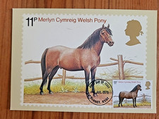 Großbritannien pferd welsh gebraucht kaufen  Issum