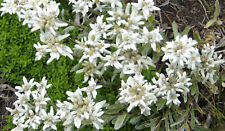 Bellissimo fiore alpino usato  Spedire a Italy