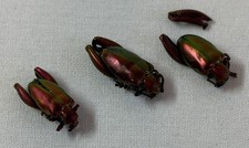 One inch beetles for sale  Wilmington