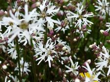 White ragged robin for sale  GREENOCK