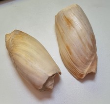 Lot 2 coquillages d'occasion  Rosny-sous-Bois