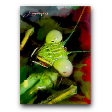 mantis for sale mantis for sale Pasco