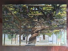 Largest grape vine for sale  Greenfield
