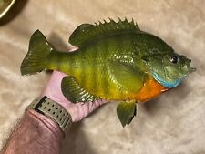 Big bluegill skin for sale  Burlington