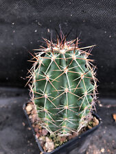 Echinocereus triglochidiatus g usato  Massafra