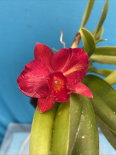 Cattleya rlc heather for sale  San Francisco