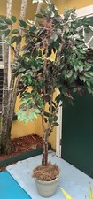 7 feet tall decorative tree for sale 7 feet tall decorative tree for sale Clearwater