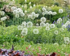 Allium mount everest gebraucht kaufen  Emden