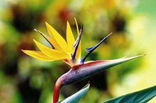 Strelitzia reginae yellow for sale  DRIFFIELD