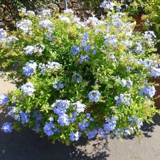 Plumbago capensis dentelaire d'occasion  Pouzauges