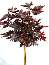 Blut ahorn crimson gebraucht kaufen  Uplengen