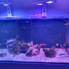 Meerwasseraquarium 5x0 6x0 gebraucht kaufen  Büttelborn