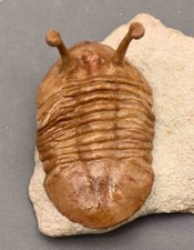 Asaphus kowalewskii trilobite d'occasion  Expédié en Belgium