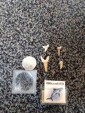 Fossil shark teeth for sale  WATERLOOVILLE