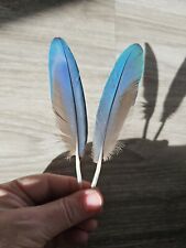 Blaue federn papageienfeder gebraucht kaufen  Haarbach