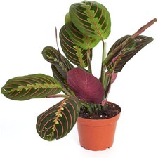 Maranta red prayer for sale  Waxhaw