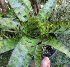 Buy save bromeliad for sale  Miami