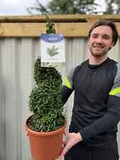 Buxus topiary plant for sale  LEICESTER