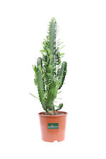 Pianta euphorbia trigona usato  Santeramo in Colle