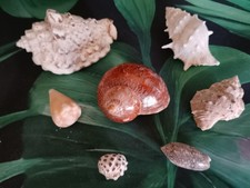Lot coquillages d'occasion  Reims