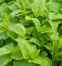 Lemon balm herb for sale  GRIMSBY