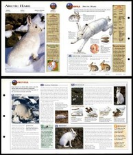 Arctic hare mammals for sale  SLEAFORD