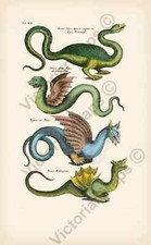 Cartaz de arte Dragon Draco Monster Serpent Print N1 Historiae naturalis Merian 1657 comprar usado  Enviando para Brazil