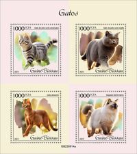 Cats american shorthair d'occasion  Expédié en Belgium