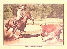 Cutting horse cowboy for sale  Lakewood