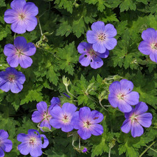 Geranium rozanne géranium d'occasion  Pouzauges