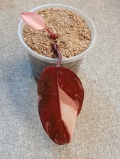 Philodendron red anderson for sale  KEIGHLEY