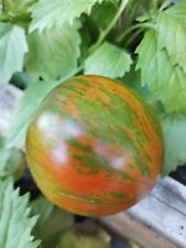 Graines tomates berkeley d'occasion  Châteauroux