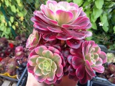 Sukkulenten aaeonium medusa gebraucht kaufen  Wilhelmshaven
