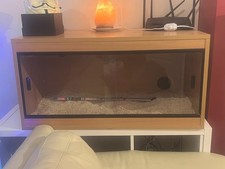 Reptile bearded dragon for sale  KILMARNOCK