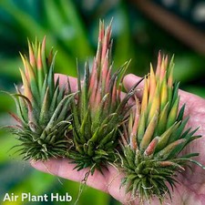 Ionantha hazelnut air for sale  Vacaville